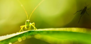 grasshopper_HEADER